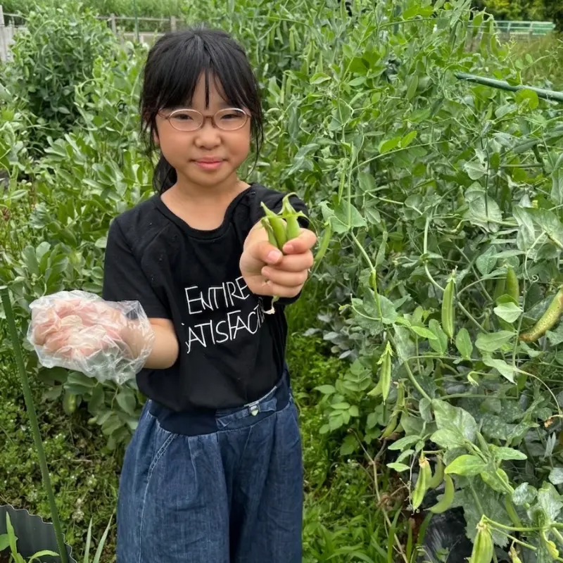 mino-LL農園で収穫したさやえんどうを嬉しそうに持つ子ども（豊川市の体験農園）