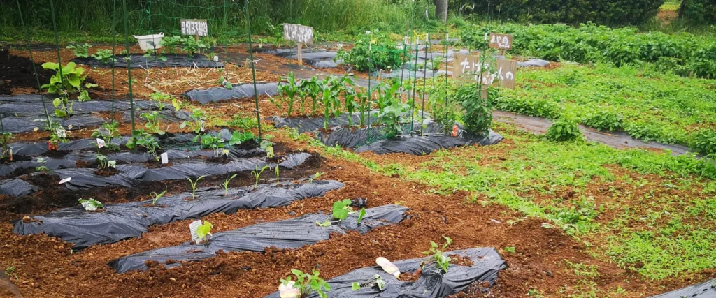 豊川市足山田町にあるファミリーシェア農園mino-LLの区画の様子